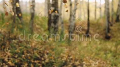 秋天的树叶在缓慢的运动中飘落，阳光透过森林中的树木。 美丽的风景背景。